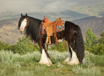 Gypsy Horse, Gelding, 5 years, 13.3 hh, Black