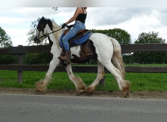 Gypsy Horse, Gelding, 5 years, 13.3 hh, Pinto
