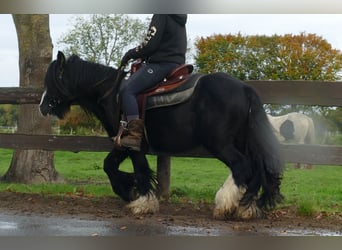 Gypsy Horse, Gelding, 5 years, 13 hh, Black