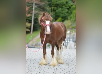 Gypsy Horse, Gelding, 5 years, 13 hh, Chestnut-Red
