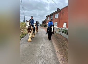 Gypsy Horse, Gelding, 5 years, 13 hh, Pinto