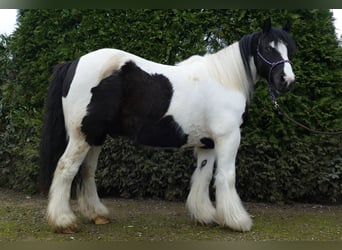 Gypsy Horse, Gelding, 5 years, 13 hh, Pinto