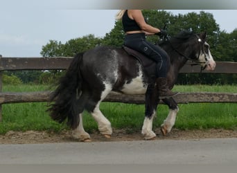 Gypsy Horse, Gelding, 5 years, 13 hh, Pinto