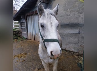 Gypsy Horse Mix, Gelding, 5 years, 13 hh, Roan-Blue