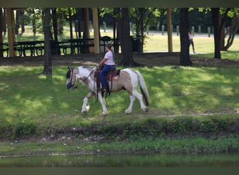 Gypsy Horse, Gelding, 5 years, 13 hh, Tobiano-all-colors