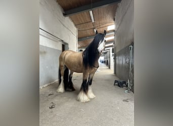 Gypsy Horse, Gelding, 5 years, 13,1 hh, Buckskin