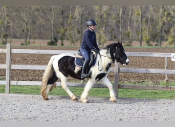 Gypsy Horse, Gelding, 5 years, 13,1 hh, Pinto