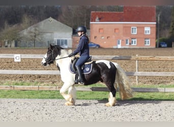 Gypsy Horse, Gelding, 5 years, 13,1 hh, Pinto