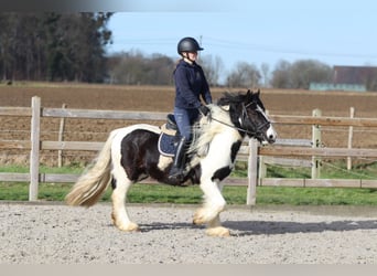 Gypsy Horse, Gelding, 5 years, 13,1 hh, Pinto