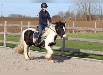 Gypsy Horse, Gelding, 5 years, 13,1 hh, Pinto