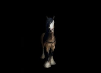 Gypsy Horse, Gelding, 5 years, 13,2 hh, Buckskin