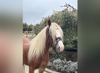 Gypsy Horse, Gelding, 5 years, 13,3 hh, Chestnut