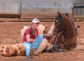 Gypsy Horse Mix, Gelding, 5 years, 14.1 hh, Bay