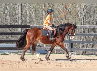 Gypsy Horse Mix, Gelding, 5 years, 14.1 hh, Bay
