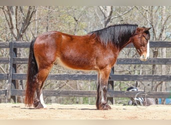 Gypsy Horse Mix, Gelding, 5 years, 14.1 hh, Bay