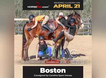 Gypsy Horse Mix, Gelding, 5 years, 14.1 hh, Bay