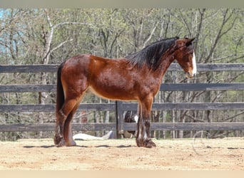Gypsy Horse Mix, Gelding, 5 years, 14.1 hh, Bay
