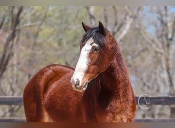 Gypsy Horse Mix, Gelding, 5 years, 14.1 hh, Bay