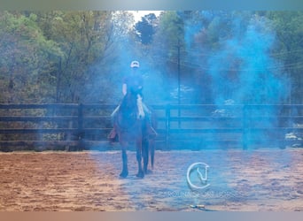 Gypsy Horse Mix, Gelding, 5 years, 14.1 hh, Bay