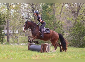 Gypsy Horse Mix, Gelding, 5 years, 14.1 hh, Bay