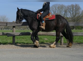 Gypsy Horse, Gelding, 5 years, 14.1 hh, Black