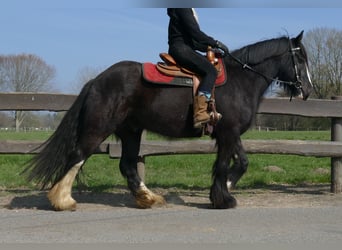 Gypsy Horse, Gelding, 5 years, 14.1 hh, Black