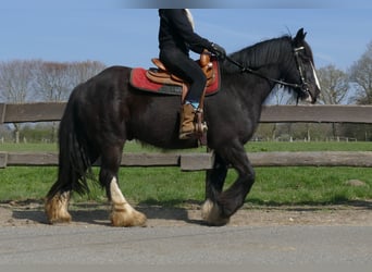 Gypsy Horse, Gelding, 5 years, 14.1 hh, Black