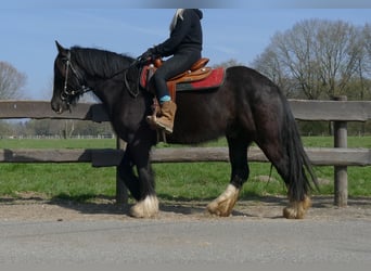 Gypsy Horse, Gelding, 5 years, 14.1 hh, Black