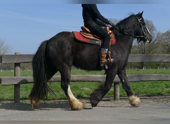 Gypsy Horse, Gelding, 5 years, 14.1 hh, Black