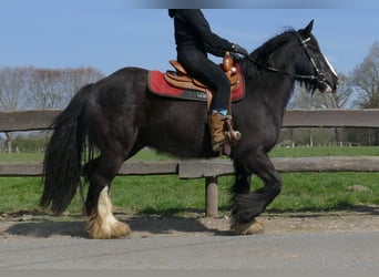 Gypsy Horse, Gelding, 5 years, 14.1 hh, Black