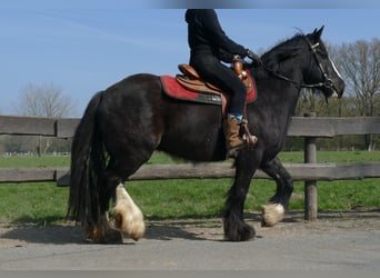 Gypsy Horse, Gelding, 5 years, 14.1 hh, Black