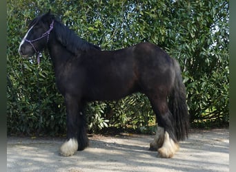 Gypsy Horse, Gelding, 5 years, 14.1 hh, Black
