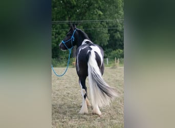 Gypsy Horse, Gelding, 5 years, 14.1 hh