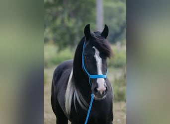 Gypsy Horse, Gelding, 5 years, 14.1 hh