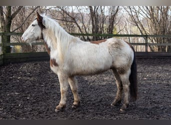 Gypsy Horse Mix, Gelding, 5 years, 14.1 hh, Pinto