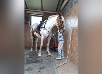 Gypsy Horse, Gelding, 5 years, 14,1 hh, Pinto