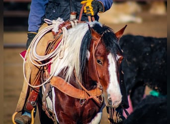 Gypsy Horse Mix, Gelding, 5 years, 14.1 hh, Pinto