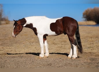 Gypsy Horse Mix, Gelding, 5 years, 14.1 hh, Pinto