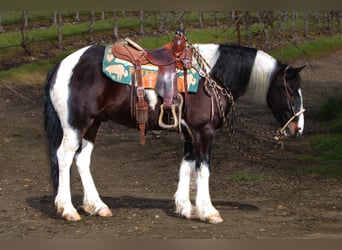 Gypsy Horse, Gelding, 5 years, 14.2 hh, Black