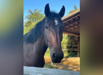 Gypsy Horse Mix, Gelding, 5 years, 14,2 hh, Brown