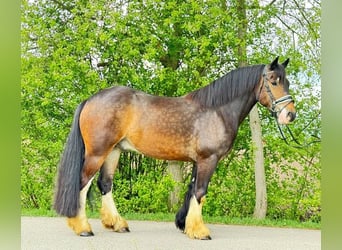 Gypsy Horse, Gelding, 5 years, 14,2 hh, Brown