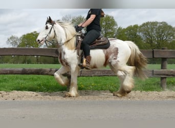 Gypsy Horse, Gelding, 5 years, 14.2 hh, Pinto