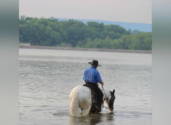 Gypsy Horse, Gelding, 5 years, 14.2 hh, Pinto