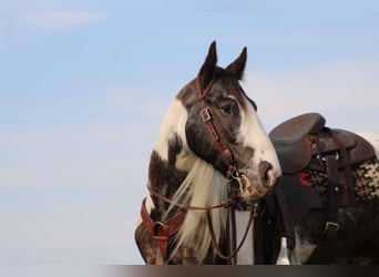 Gypsy Horse, Gelding, 5 years, 14.2 hh, Pinto