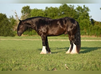 Gypsy Horse, Gelding, 5 years, 14.3 hh, Black