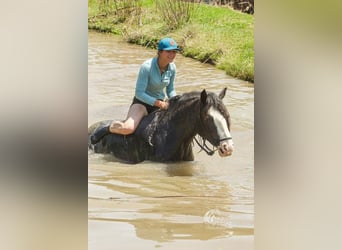 Gypsy Horse, Gelding, 5 years, 14.3 hh, Black