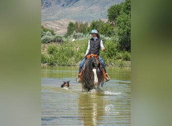 Gypsy Horse, Gelding, 5 years, 14.3 hh, Black