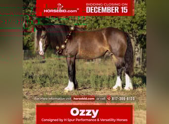 Gypsy Horse Mix, Gelding, 5 years, 14.3 hh, Buckskin