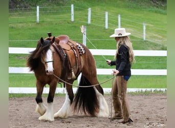 Gypsy Horse, Gelding, 5 years, 14.3 hh, Buckskin