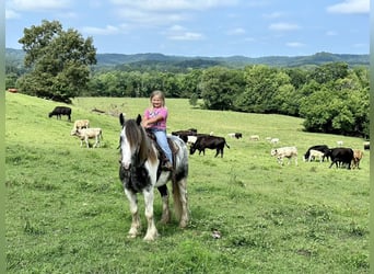 Gypsy Horse, Gelding, 5 years, 14.3 hh, Gray-Dapple